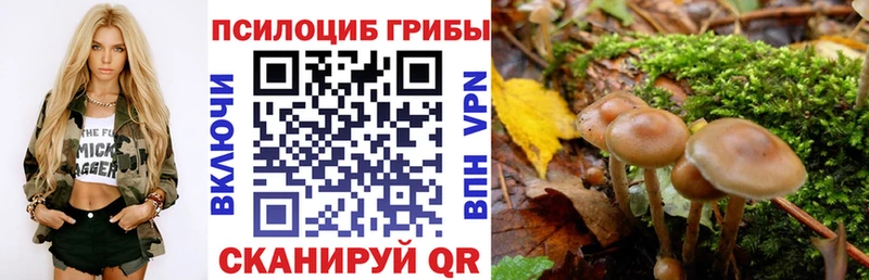 Псилоцибиновые грибы Cubensis  Вологда 
